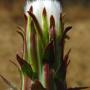 Mountain Dandelion (Agoseris grandiflora) going to seed. Native.
